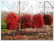 日本紅楓三季紅