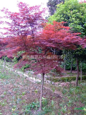 日本紅楓價(jià)格 紅楓苗木價(jià)格 5公分紅楓價(jià)格 6公分紅楓價(jià)格