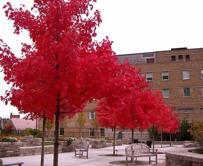 日本紅楓的病蟲(chóng)害防治