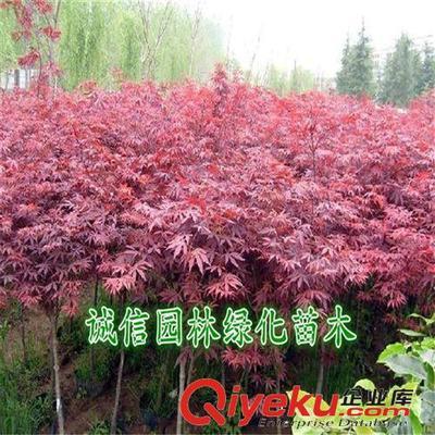 紅楓樹 紅楓樹苗 紅楓苗 紅楓盆景 日本紅楓樹 日本紅楓樹苗-沭陽縣誠信園林綠化苗木基地提供紅楓樹 紅楓樹苗 紅楓苗 紅楓盆景 日本紅楓樹 日本紅楓樹苗的相關介紹、產品、服務、圖片、價格沭陽縣誠信園林綠化苗木基地、喬木;苗木