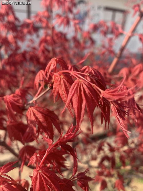 公園踏青,純正的日本紅楓,火紅的葉子,很漂亮,庭院必備