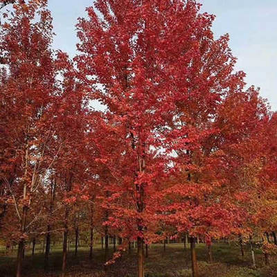 百姓銀杏苗木-11公分日本紅楓的價格-11公分日本紅楓