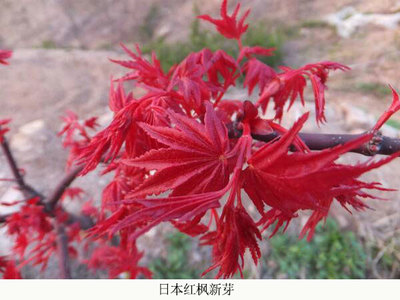日本紅楓雞血紅苗木|日本紅楓雞血紅|舜楓農(nóng)林(在線咨詢)