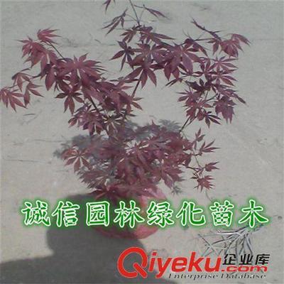 紅楓樹 紅楓樹苗 紅楓苗 紅楓盆景 日本紅楓樹 日本紅楓樹苗-沭陽縣誠信園林綠化苗木基地提供紅楓樹 紅楓樹苗 紅楓苗 紅楓盆景 日本紅楓樹 日本紅楓樹苗的相關(guān)介紹、產(chǎn)品、服務(wù)、圖片、價格沭陽縣誠信園林綠化苗木基地、喬木;苗木
