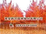 河南紅點紅楓:想買品種好的紅點紅楓上哪-泰安韻可園林綠化提供河南紅點紅楓:想買品種好的紅點紅楓上哪的相關(guān)介紹、產(chǎn)品、服務(wù)、圖片、價格美國紅點紅楓扦插苗、美國紅點紅楓扦插苗、金冠黃楊小苗、山東紅火箭紫薇樹苗、日本紅楓黃金楓價格、歐洲紅楓基地、