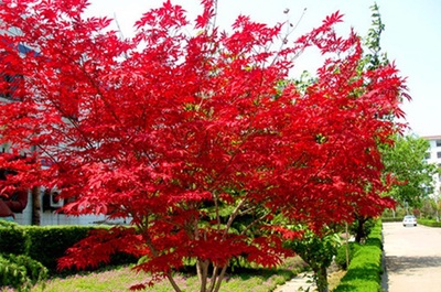 紅楓哪個(gè)品種最好?