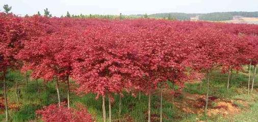 日本紅楓苗木繁育與栽培技術(shù)