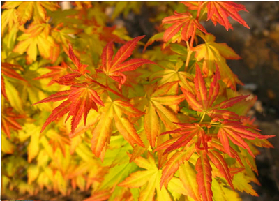 2017日本紅楓苗前景預(yù)測(cè)分析_其它_網(wǎng)