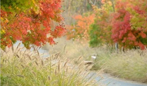 賞楓正當(dāng)時(shí),上海這些 楓 景美到窒息,超多免費(fèi)