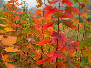 美國紅楓與日本紅楓有什么區別