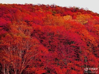 日本紅楓介紹!(日本留學(xué)生活)