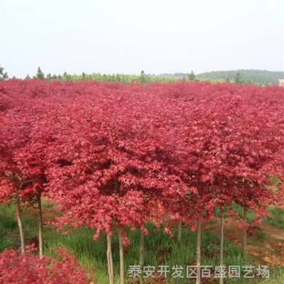 紅楓樹(shù)苗有幾個(gè)品種 美國(guó)紅楓 日本紅楓 歐洲紅楓 三季紅紅楓苗