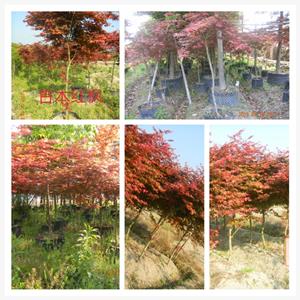 香樟 福建香樟 莆田市萬(wàn)興園林基地農(nóng)民專業(yè)合作社 18965562095