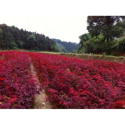 三彩批發(fā) 三彩供應(yīng) 三彩廠家 