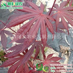 日本紅楓 全球花木網為您提供各地日本紅楓供應商和價格信息