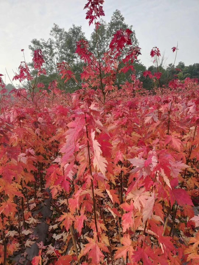 紅楓樹苗嫁接日本紅楓紅舞姬美國(guó)紅冠紅楓中國(guó)四季紅楓小苗盆.