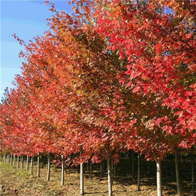 日本紅楓基地 日本紅楓價格 日本紅楓批發