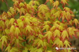 我的日本紅楓種植初體驗