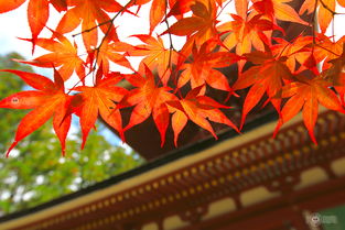 尋楓,尋味,尋貓,這次的日本不一樣