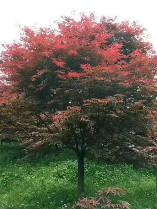 中日美紅楓爭奪戰, 紅楓之鄉 為什么還堅守 中國