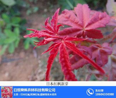 日本紅楓專賣、舜楓農林 在線咨詢 、日本紅楓