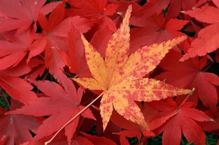 假期不打擠 眉山出發11個小眾絕美地,1 7日游全包完