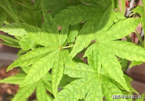 槭樹品種之日本紅楓流泉