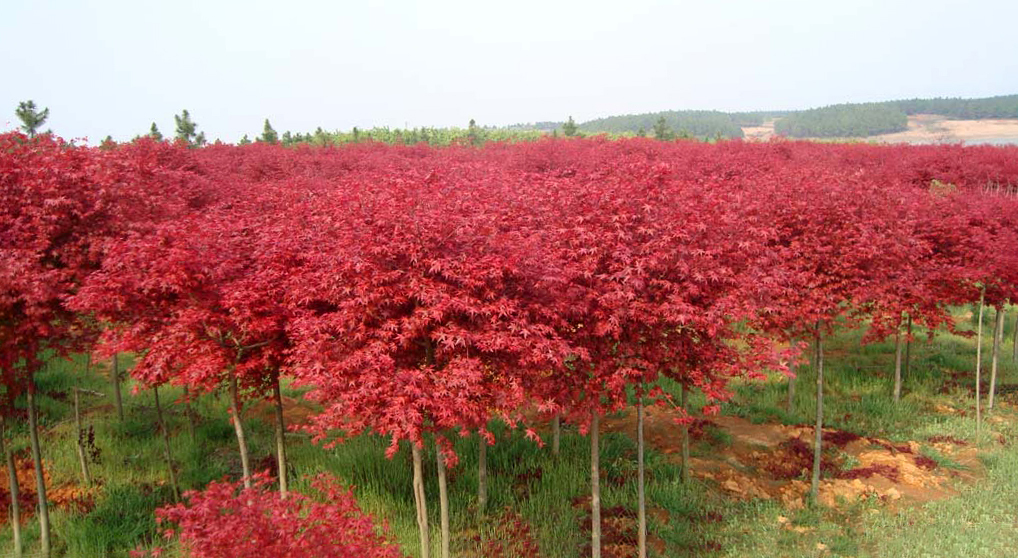 日本紅楓--主要品種(橙之夢、三季紅、紅舞姬)