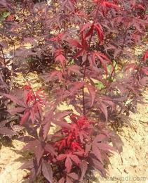 日本紅楓供應信息-日本紅楓批發、日本紅楓價格、找日本紅楓產品上