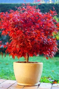 日本紅楓盆景精品欣賞