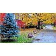 宣城苗木農村合作社