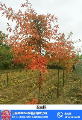 行道樹_舜楓農林_行道樹羽毛楓