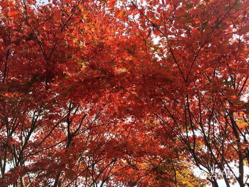 11月19日奉化棲霞坑古道,滿山秋色,午飯農家