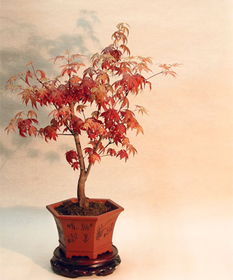 最美的日本紅楓盆景制作方法都告訴你了