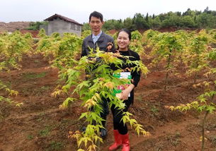 分享華彩三農基地實拍圖 日本紅楓橙之夢
