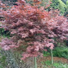 長沙市雨花區(qū)治維苗圃 供應產(chǎn)品
