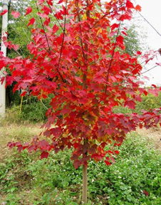 浙江紅楓 供應浙江紅楓