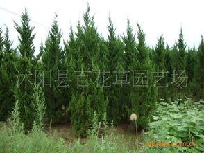 花卉種子 種苗產(chǎn)品列表 007商務站 全球網(wǎng)上貿(mào)易平臺 第89頁