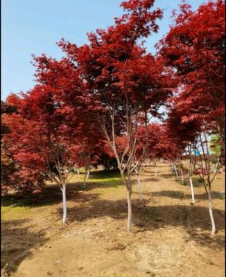 [日本紅楓 批發(fā)]山西陽泉郊區(qū)楓樹 48.00元/棵日本紅楓 _ 一畝田