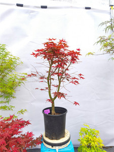 日本紅楓出猩猩 獨特品種的魅力與養(yǎng)護指南