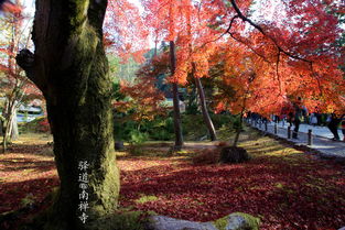 紅楓金葉 2018年深秋的日本紅楓之旅
