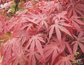 精選日本紅楓，安徽合肥肥西專業(yè)供應(yīng)，規(guī)格齊全量大從優(yōu)