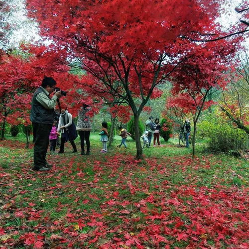 2018年最后96天 日本紅楓打造最美景區(qū)黃金時段