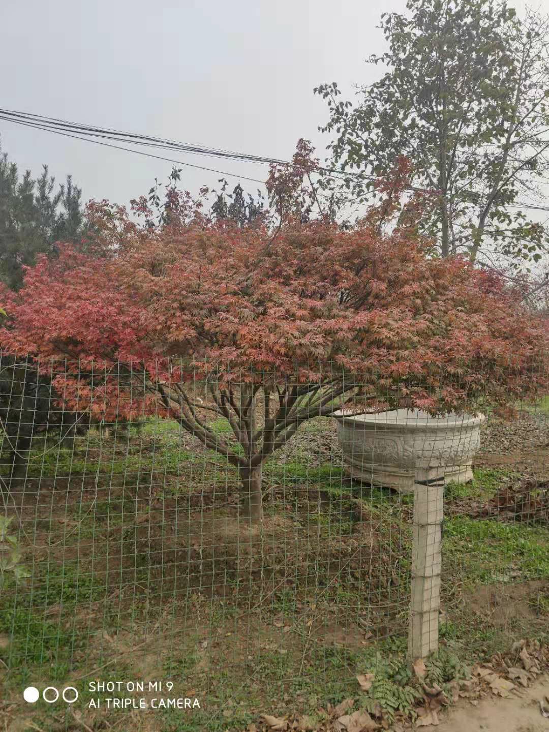 日本紅楓 精品造型、大規(guī)格與矮桿的園林藝術(shù)