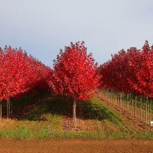 日本紅楓 秋日里的絢爛詩篇