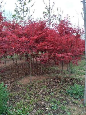 山東青島彩虹谷農場 日本紅楓紅舞姬，僅20元/株，打造園林藝術新境界