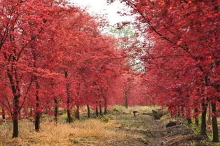 比古鎮更美的絕密基地，99%的成都人都沒去過的日本紅楓秘境