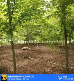 探尋徐州同創園林綠化日本紅楓基地 紅楓勝景的藝術與產業